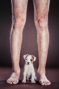 little jack russel puppy with his human legs both without clothes little jack russel puppy with his human legs both without clothes